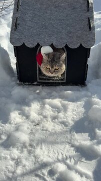 Adorable kitty comes out of a small house and looks at the snow in surprise, vertical video.