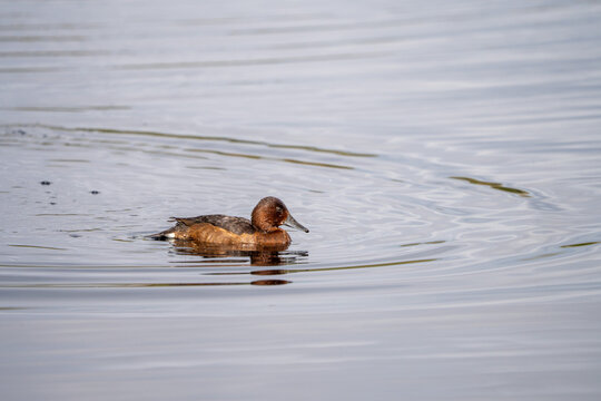 Ferruginous duck (Aythya nyroca) photographed in Spain