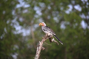 Southern yellow-billed hornbill © Roe