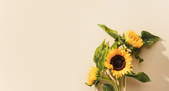 Sunflower summer background with a huge amount for a text