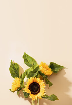 Sunflower summer background with a space for a text