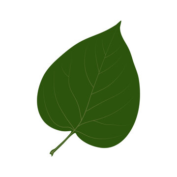 A simple heart-shaped leaf. Syringa vulgaris, the lilac.