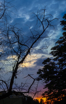 Sunset view with tree silhouettes and colorful clouds in the sky