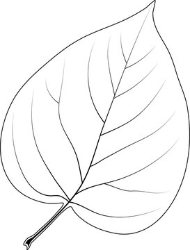 A simple heart-shaped leaf. Syringa, the lilac.