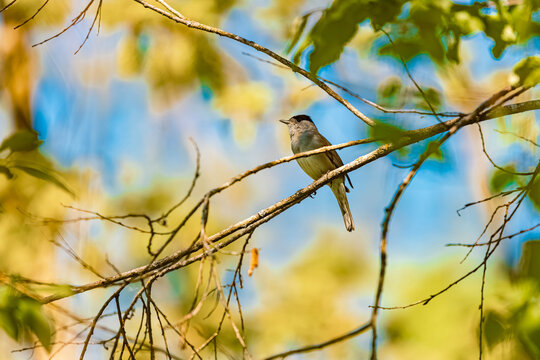 Sylvia atricapilla, eurasian blackcap, sitting in a tree on a sunny spring day