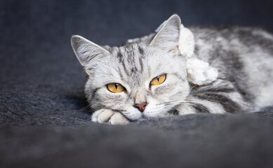 Relaxed tabby cat lying on a dark surface, calm pet scene, domestic feline moment, soft animal comfort, indoor relaxation © ketrin