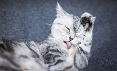 Tabby cat stretching on a dark surface, dynamic feline moment, natural animal behavior, soft animal grace, indoor scene © ketrin