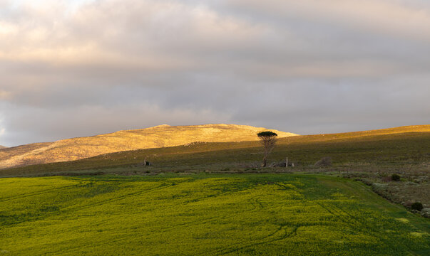 rolling fields at sunset, Stanford, South Africa