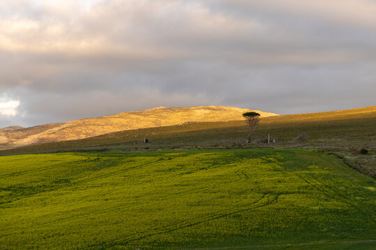rolling fields at sunset, Stanford, South Africa