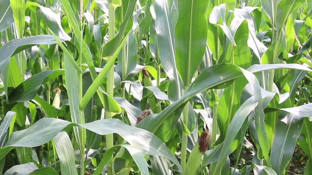 Detail of fresh green maize plants growing in a corn field on a sunny summer day with fertile agricultural farmland