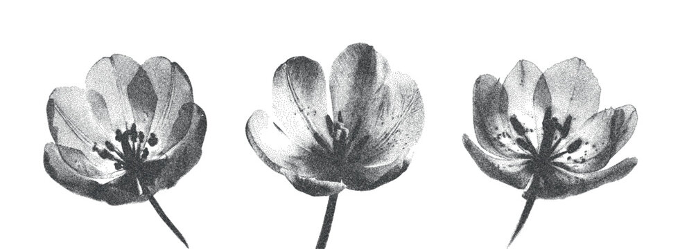 Tulip with X-ray effect. The effect of grain and dotted lines. Vector.