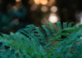 fresh green fern detail and golden bokeh © Melinda Nagy