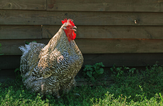 Motley rooster crowing on a farm near a wooden fence. Farm birds and agriculture concept.