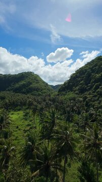 Vertical video. Smooth Aerial Flight Above Tropical Valley Filled With Palm Trees, Wide Angle View Between Lush Green Hills Under Bright Blue Sky, Tranquility And Exploration