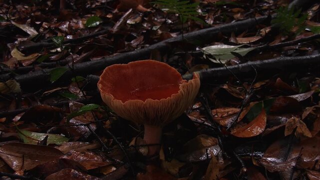 Close up of water droplets dripping from trees into a wild mushroom cap filled with rainwater, forest floor, 4K
