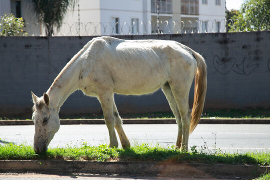 Um cavalo branco comendo capim em ambiente urbano.