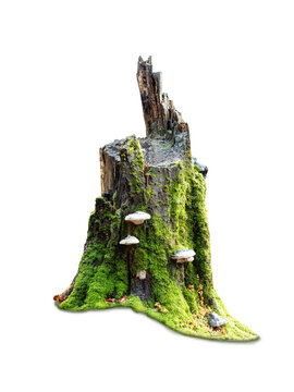 An old mossy tree stump with bracket fungi on white background.