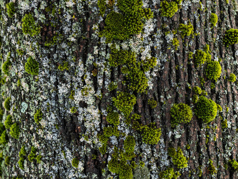 Green moss and light lichens grow on dark tree bark.