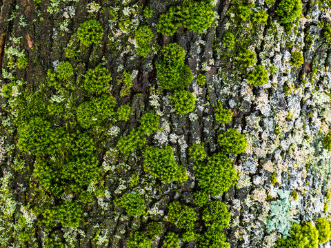 Green moss and light lichens grow on dark tree bark.