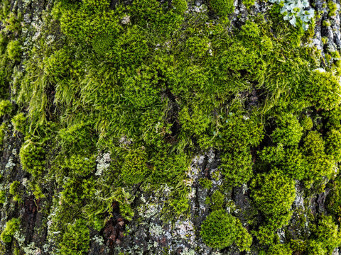 Green moss and light lichens grow on dark tree bark.