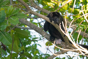 Howler monkey in a tree in a rainforest near Boca Chica in Panama © Diana