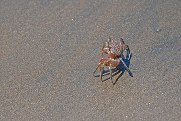 small crab at a beach in Panama © Diana