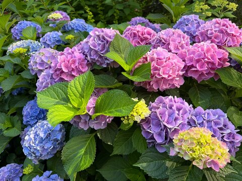 Bigleaf Hydrangea colorful blooms hydrangea macrophylla