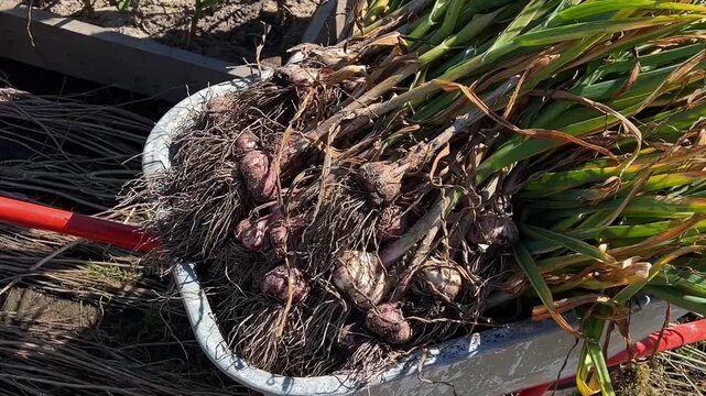 Freshly harvested garlic bulbs collected after a successful farm harvest. Perfect for agriculture videos, farming blogs and seasonal promotions.