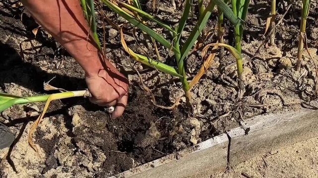 Farmer harvesting fresh garlic by hand in a dry vegetable garden. Perfect for farming videos, agriculture blogs and seasonal promotions.