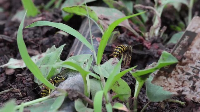 Yellow Jacket Wasp hovering in a garden at quarter speed. 1920x1080