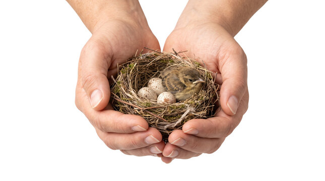 Natural bird nest with eggs held in hands, cupped human palms protecting fragile wildlife home, concept of environmental conservation and new life isolated PNG with Transparent Background