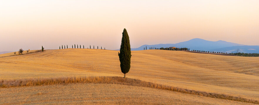 A single tall cypress tree stands prominently in the foreground of rolling golden harvest fields at golden hour. Distant rows of trees line the hills under soft light.