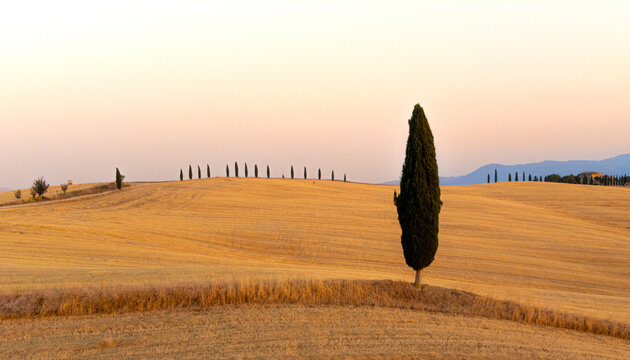A serene view of rolling golden hills in the countryside featuring rows of tall cypress trees under a soft, warm sunset light. This landscape captures rustic beauty.