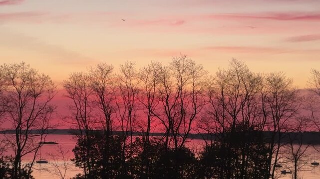 High Flying Gull Pink Sky Casco Bay Maine Morning