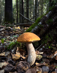 Fototapeta premium Wild orange birch bolete mushroom (Leccinum) growing on the ground covered with autumn leaves in a dark forest. Close up of an edible red-capped scaber stalk mushroom in the woods.