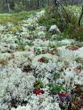 Wild ripe cowberries growing among white reindeer moss in a northern boreal forest, natural organic superfood harvesting concept. Bright red lingonberries in a lush carpet of Cladonia stellaris. 