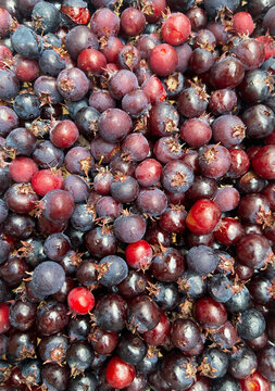 Top view full frame background of fresh ripe juneberries, dark purple organic serviceberry fruits texture seamless pattern. Macro shot of newly harvested ripe and sweet amelanchier berries filled. 