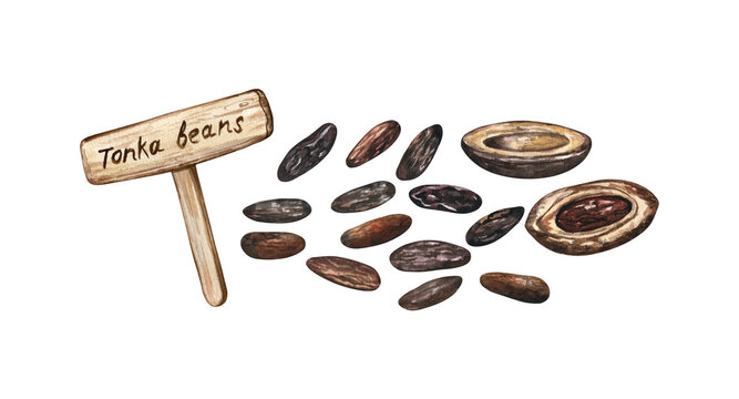 Watercolor tonka beans hand drawn isolated illustration. Traditional drawing of the tonka beans perfume and food ingredient with a wooden garden sign. For articles, cookbooks, perfumery projects
