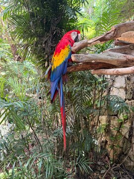 red and yellow macaw
