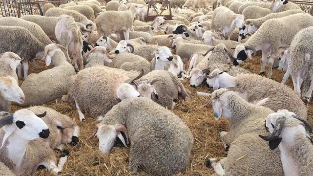 Large flock of sheep and rams resting together inside a barn, traditional livestock farming. Wide shot of a large flock of sheep and horned rams resting together on straw bedding 