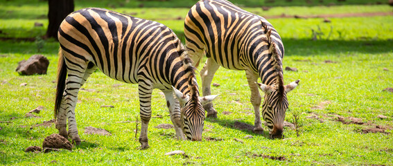 Obraz premium Zebras walking in a green meadow and eating grass. African zebras in the savannah. Wild animals in their natural habitat.