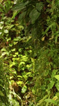 Vertical video. Dense Tropical Greenery on Living Wall With Lush Exotic Plants, Natural Growth, Sustainability And Urban Nature