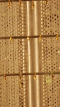 Vertical video. Butterfly Chrysalises Hanging in Glass Enclosure During Metamorphosis, Close Up View of Insect Life Cycle, Growth, Transformation And Nature Education
