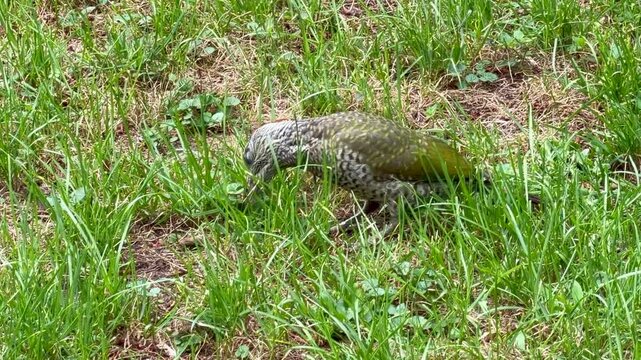 European green woodpecker (Picus viridis) searching for food in the garden
