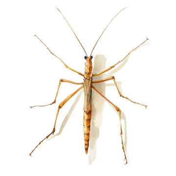 watercolor of Stick Insect graphic, isolated on a white background.