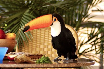 Tucano © Jr Studio Foto