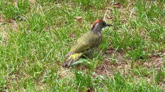 European green woodpecker (Picus viridis) searching for food in the garden