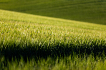 Obraz premium abstract background of green wheat