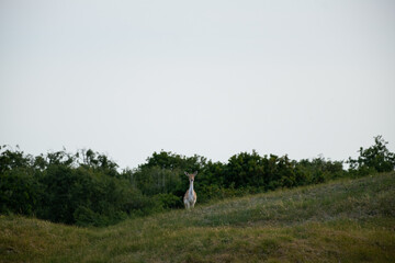 Fototapeta premium Fallow deer standing on grassy hill looking at camera