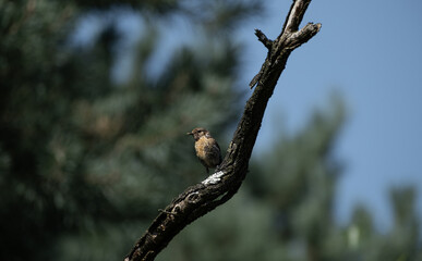 Fototapeta premium Small songbird perched on a dry tree branch against soft background